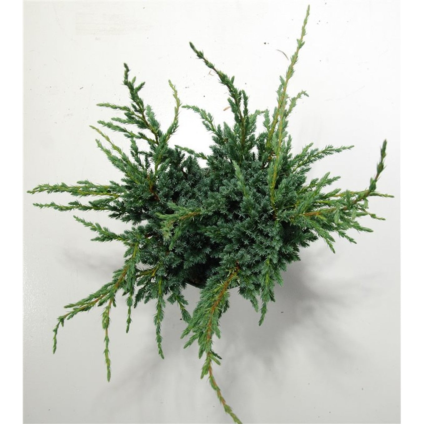 Himalaya-en – Juniperus squamata 'Meyeri' - C5 40-50 cm.